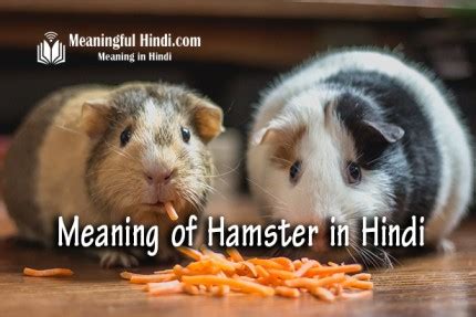 hamster meaning in hindi|hampering meaning in hindi.